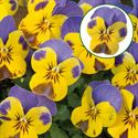 Bild von Viola P9 kleinbloemig Yellow blue wing